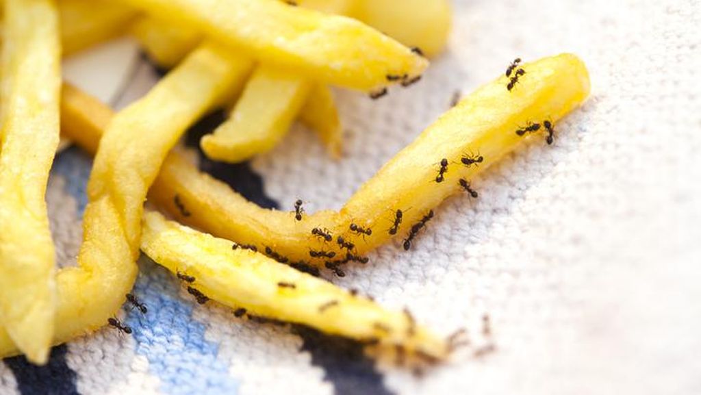 Ilmuwan Sebut Ada 4 Jenis Bau Semut, Seperti Apa?