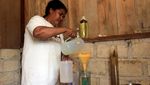 Menengok Produksi Minyak Kayu Putih, Dibanderol Rp 300 Ribu/Liter