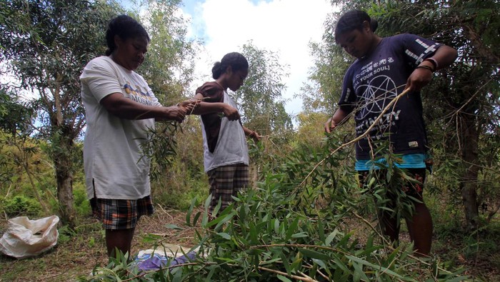 Minyak hasil sulingan dari daun-daun kayu putih ini dijual ke Kesatuan Pengelolaan Hutan Lindung (KPHL). Minyak tersebut dibandrol seharga Rp300.000 per liter.