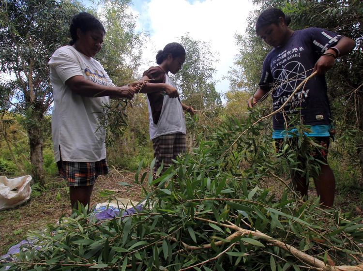 Menengok Produksi Minyak Kayu Putih, Dibanderol Rp 300 Ribu/Liter