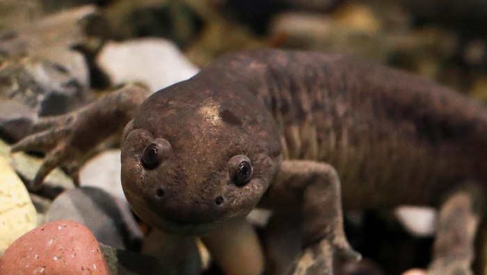 Visitors record an axolotl (Ambystoma mexicanum) as it swims in an aquarium at the new Axolotl Museum and Amphibians Conservation Centre, which is to promote the protection and study of this endangered species, at Chapultepec Zoo in Mexico City, Mexico, January 25, 2023. REUTERS/Henry Romero