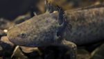 Mengenal Salamander Axolotl di Museum Meksiko