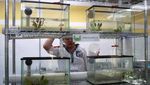 Mengenal Salamander Axolotl di Museum Meksiko