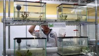 Axolotl bisa memakan apa saja yang bisa mereka masukkan ke dalam mulut. Di alam liar, makanan axolotl termasuk cacing, serangga air tawar, krustasea, dan ikan kecil. Axolotl juga hewan kanibal dan akan saling menggigit jika tidak ada cukup makanan yang tersedia. Karena axolotl memiliki gigi yang belum berkembang, mereka menggunakan metode vakum untuk makan, yakni mengisap apa pun yang cukup ke dalam mulut mereka.
