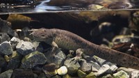 Axolotl liar hidup secara eksklusif di sisa-sisa Danau Xochimilco dan kanal-kanal yang mengarah ke sana di tepi selatan Mexico City. Axolotl juga pernah tinggal di Danau Chalco, salah satu dari lima danau besar di Mexico City, tempat suku Aztec kuno menetap. Tetapi, semua danau tersebut, kecuali Xochimilco, dikeringkan pada tahun 1970-an untuk mencegah banjir dan untuk memungkinkan perluasan kota.