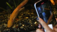 Museum Axolotl yang berada di Kebun Binatang Chapultepec di Mexico City, Meksiko, ini dibangun untuk menjaga kehidupan salamander tersebut.