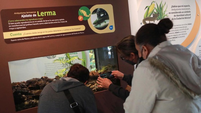 Visitors record an axolotl (Ambystoma mexicanum) as it swims in an aquarium at the new Axolotl Museum and Amphibians Conservation Centre, which is to promote the protection and study of this endangered species, at Chapultepec Zoo in Mexico City, Mexico, January 25, 2023. REUTERS/Henry Romero