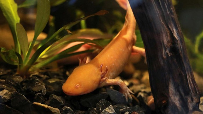 Mengenal Salamander Axolotl di Museum Meksiko Visitors record an axolotl (Ambystoma mexicanum) as it swims in an aquarium at the new Axolotl Museum and Amphibians Conservation Centre, which is to promote the protection and study of this endangered species, at Chapultepec Zoo in Mexico City, Mexico, January 25, 2023. REUTERS/Henry Romero