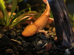 Axolotl, Salamander Naga Air yang Terancam Punah