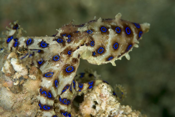 Nyaris makan gurita cincin biru