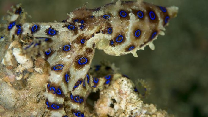 Nyaris makan gurita cincin biru
