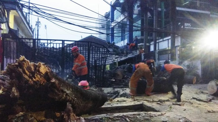 Proses evakusi pohon pinus yang tumbang di Bogor.