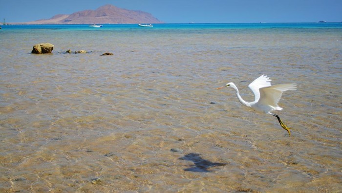 Pulau Tiran Pulau Tiran
