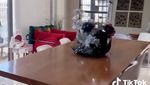 Rachel Vennya Tinggal di Apartemen Mewah, Ini Dapurnya yang Cantik Minimalis