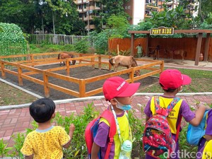 Solo Safari Sudah Dibuka, Cek Harga Tiket dan Jam Operasional