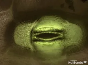 Video Langka Berhasil Rekam Tumbuhan yang Lagi Bernapas