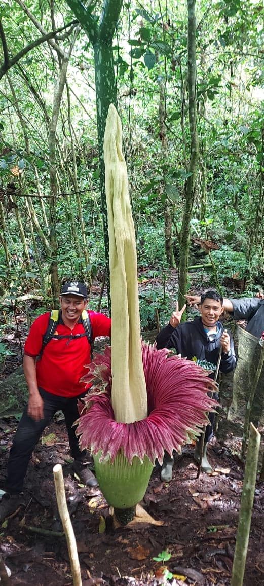 Bunga bangkai berukuran besar di Padang Panjang, Sumbar. (Foto: Istimewa)