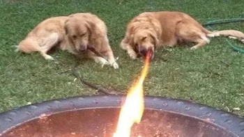 Anjing menyembur api. Foto: Reddit