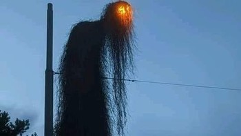 Kalau dilihat menyeramkan ya... tapi itu tanaman yang merambat di lampu jalan. Foto: Reddit