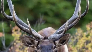 Bukan rusa bermata empat. Ini dua rusa yang lagi kawin. Foto: Reddit