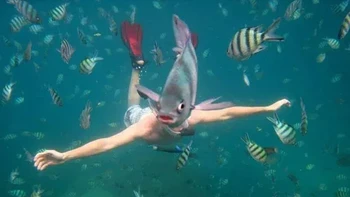 Manusia berkapala ikan. Foto: Reddit