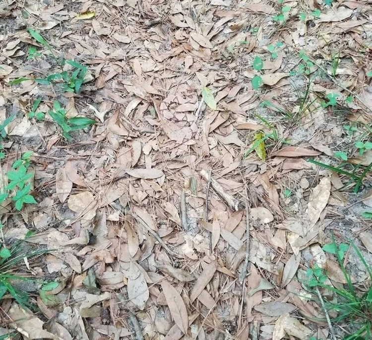 Foto mengecoh mata