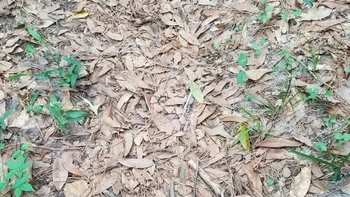 Ada yang melihat ular di foto ini? Foto: Reddit