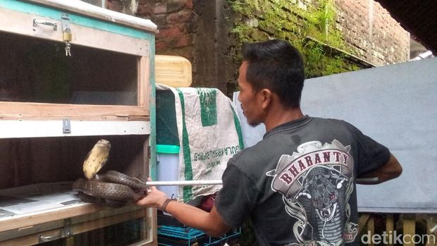Kegiatan budidaya ular king kobra yang digeluti Rinto, warga Desa Windujanten, Kabupaten Kuningan