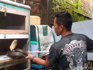 Cara Rinto Penghulu King Kobra Rawat Ular di Rumah