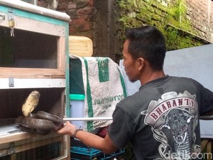 Cara Rinto Penghulu King Kobra Rawat Ular di Rumah