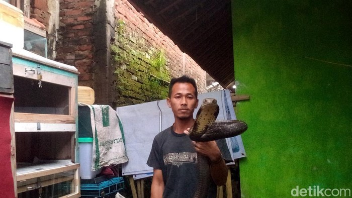 Kegiatan budidaya ular king kobra yang digeluti Rinto, warga Desa Windujanten, Kabupaten Kuningan