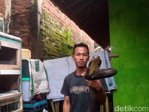 Unik! Pria di Kuningan Jadi Tukang Kawinkan Ular King Kobra