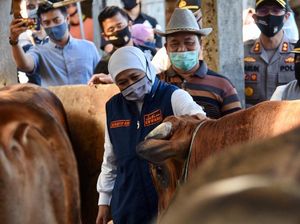 Populasi Sapi Jatim Melimpah, Khofifah Komitmen Kuatkan Swasembada Pangan