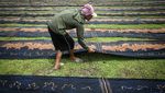 Penjemuran Kain Batik di Sragen Terkendala Cuaca