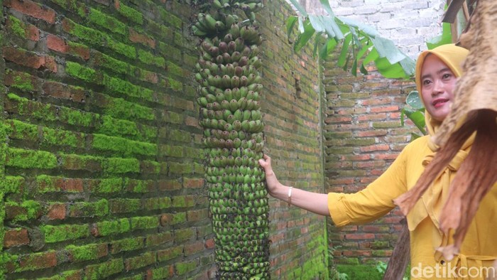 Pohon pisang berbuah banyak menjulur sampai dua meter di Desa Sadang, Kecamatan Jekulo, Kudus, Sabtu (28/1/2023).