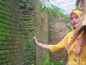 Unik Lur! Pohon Pisang Berbuah Banyak Menjulur 2 Meter di Kudus