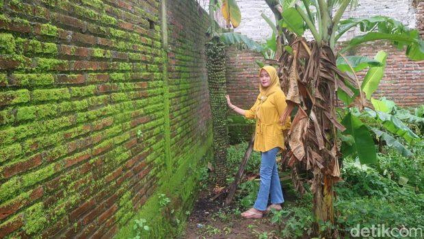 Pohon pisang berbuah banyak menjulur sampai dua meter di Desa Sadang, Kecamatan Jekulo, Kudus, Sabtu (28/1/2023).