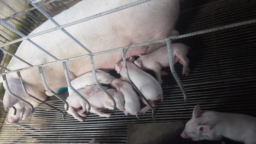 Sebanyak 256 ekor babi mati di NTT karena terserang demam babi Afrika (ASF). Wabah ini disebut menyebar ke delapan kabupaten/kota di NTT.