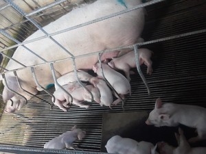 256 Babi Mati di NTT karena Demam Afrika