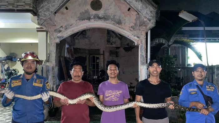 Ular sanca sepanjang 2,5 meter di rumah warga di Desa Limusnunggal, Kecamatan Cileungsi, Kabupaten Bogor,