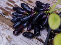 Unik! 4 Fakta Anggur Sweet Sapphire yang Bentuknya Kayak Jari Monster