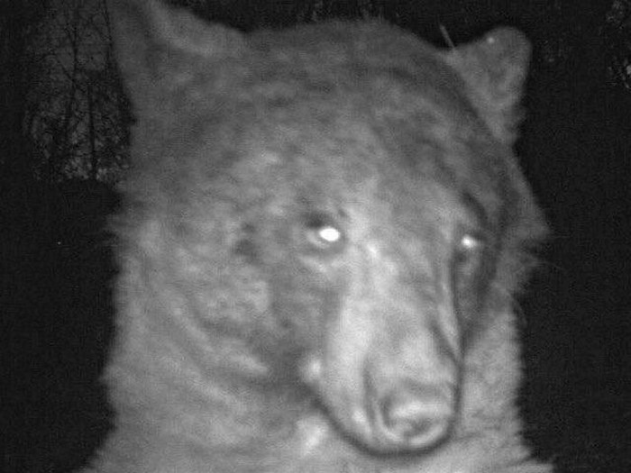 Beruang hitam ambil 400 selfie
