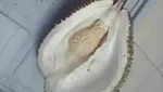 Zonk! 10 Netizen Ini Rugi Besar Gegara Dapat Durian Kosong