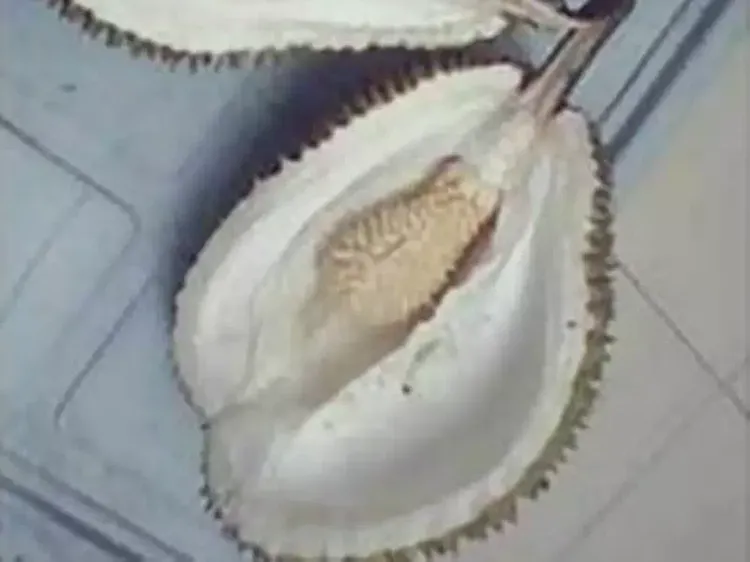 Zonk! 10 Netizen Ini Rugi Besar Gegara Dapat Durian Kosong