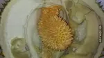 Zonk! 10 Netizen Ini Rugi Besar Gegara Dapat Durian Kosong