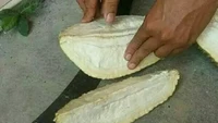 Susah payah membuka durian yang baru dibeli, netizen ini terjebak dengan pilihan yang salah. Durian yang dipilih bahkan masih putih dan tidak ada daging buahnya. Foto: 1cak.com