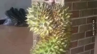 Beli buah durian secara online, netizen ini kecewa setelah pesanannya tiba. Bentuk durian yang tak normal meragukan isi daging buah di dalamnya. Foto: 1cak.com