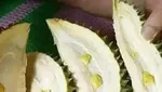 Zonk! 10 Netizen Ini Rugi Besar Gegara Dapat Durian Kosong