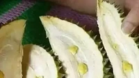 Sudah bersiap menyantap durian, pria ini gagal makan enak. Durian yang diterimanya ternyata hanya memiliki daging buah sebesar kerikil saja. Foto: 1cak.com