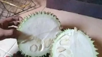 Salah memilih durian, netizen ini alami kejadian apes yang merugikan. Saat dibuka duriannya justru belum matang sama sekali. Foto: 1cak.com
